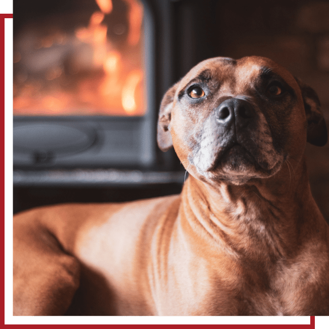 dog enjoying fireplace