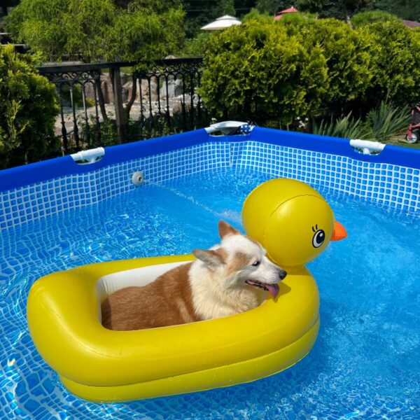 corgi in inflatable pool