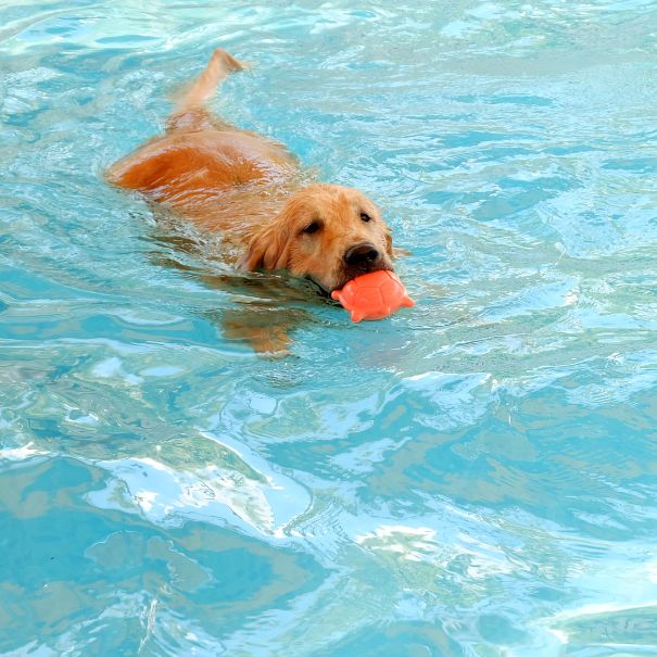 Dog swimming