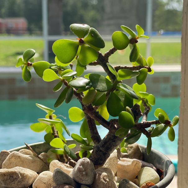 Succulent placed near a pool